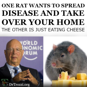 one of these rats is eating cheese